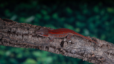 Red Stripe Gargoyle Gecko