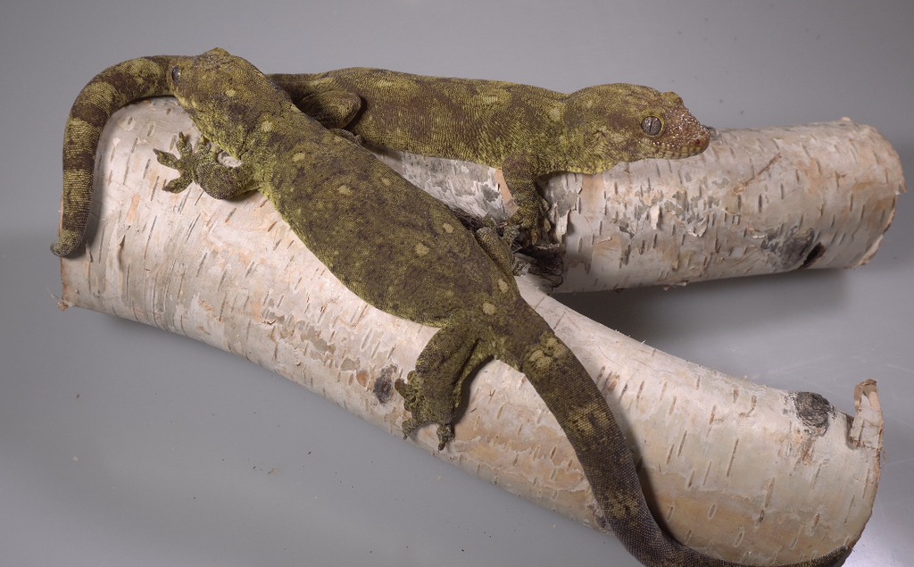 The Rarest Rhacodactylus Geckos - Rhacodactylus trachyrhynchus trachyrhynchus