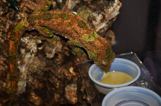 Tips for Breeding Chahoua Geckos