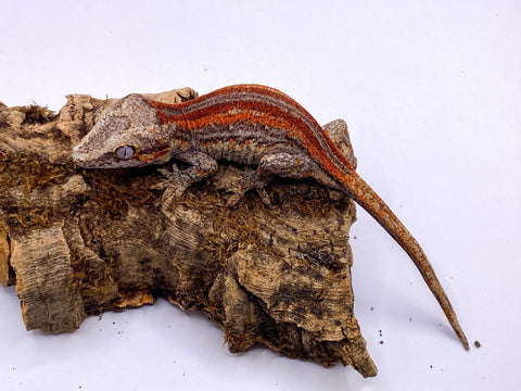 Red Stripe Gargoyle Gecko- Possible Female